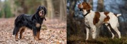 Hovawart vs Brittany - Breed Comparison