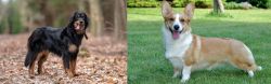 Hovawart vs Cardigan Welsh Corgi - Breed Comparison