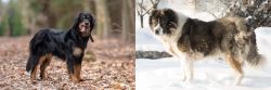Hovawart vs Caucasian Shepherd - Breed Comparison