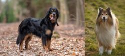 Hovawart vs Collie - Breed Comparison
