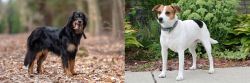 Hovawart vs Danish Swedish Farmdog - Breed Comparison