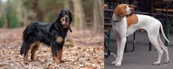 Hovawart vs English Pointer - Breed Comparison