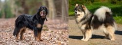 Hovawart vs Finnish Lapphund - Breed Comparison