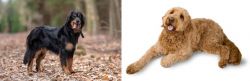 Hovawart vs Golden Doodle - Breed Comparison