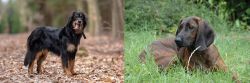 Hovawart vs Hanover Hound - Breed Comparison