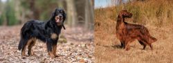 Hovawart vs Irish Setter - Breed Comparison