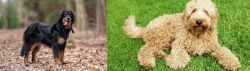 Hovawart vs Labradoodle - Breed Comparison