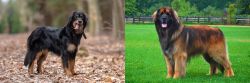 Hovawart vs Leonberger - Breed Comparison