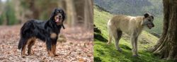 Hovawart vs Lurcher - Breed Comparison