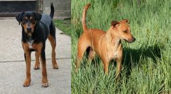 Hungarian Hound vs Africanis - Breed Comparison