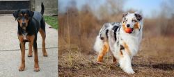 Hungarian Hound vs Australian Shepherd - Breed Comparison