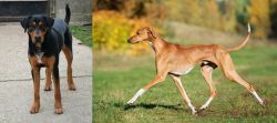 Hungarian Hound vs Azawakh - Breed Comparison