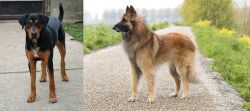 Hungarian Hound vs Belgian Shepherd Dog (Tervuren) - Breed Comparison