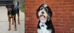 Hungarian Hound vs Bernedoodle - Breed Comparison