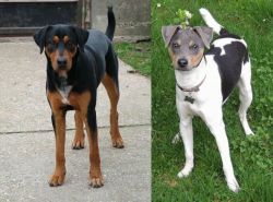 Hungarian Hound vs Brazilian Terrier - Breed Comparison