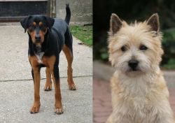 Hungarian Hound vs Cairn Terrier - Breed Comparison