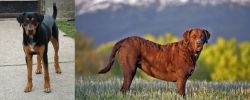 Hungarian Hound vs Chesapeake Bay Retriever - Breed Comparison