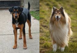 Hungarian Hound vs Collie - Breed Comparison