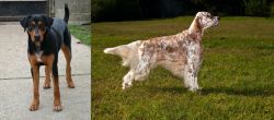 Hungarian Hound vs English Setter - Breed Comparison