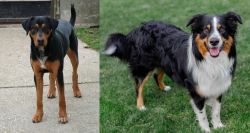 Hungarian Hound vs English Shepherd - Breed Comparison