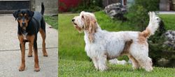 Hungarian Hound vs Grand Griffon Vendeen - Breed Comparison