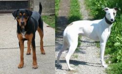 Hungarian Hound vs Kaikadi - Breed Comparison