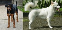 Hungarian Hound vs Kintamani - Breed Comparison