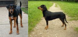 Hungarian Hound vs Latvian Hound - Breed Comparison