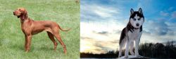 Hungarian Vizsla vs Alaskan Husky - Breed Comparison
