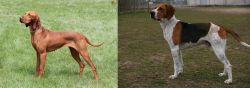 Hungarian Vizsla vs Anglo-Francais de Petite Venerie - Breed Comparison