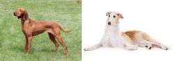 Hungarian Vizsla vs Borzoi - Breed Comparison