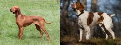 Hungarian Vizsla vs Brittany - Breed Comparison