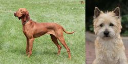 Hungarian Vizsla vs Cairn Terrier - Breed Comparison