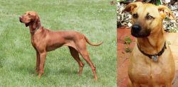 Hungarian Vizsla vs Combai - Breed Comparison