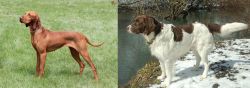Hungarian Vizsla vs Drentse Patrijshond - Breed Comparison