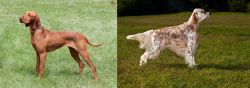Hungarian Vizsla vs English Setter - Breed Comparison