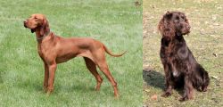Hungarian Vizsla vs German Spaniel - Breed Comparison