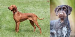 Hungarian Vizsla vs German Wirehaired Pointer - Breed Comparison