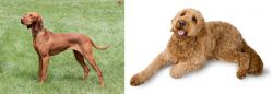 Hungarian Vizsla vs Golden Doodle - Breed Comparison