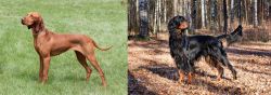 Hungarian Vizsla vs Gordon Setter - Breed Comparison