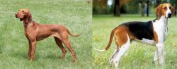 Hungarian Vizsla vs Grand Anglo-Francais Tricolore - Breed Comparison