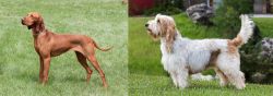 Hungarian Vizsla vs Grand Griffon Vendeen - Breed Comparison