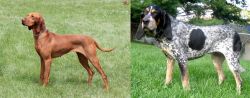 Hungarian Vizsla vs Griffon Bleu de Gascogne - Breed Comparison