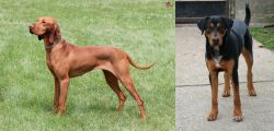 Hungarian Vizsla vs Hungarian Hound - Breed Comparison