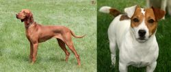 Hungarian Vizsla vs Irish Jack Russell - Breed Comparison