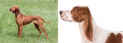Hungarian Vizsla vs Irish Red and White Setter - Breed Comparison