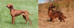Hungarian Vizsla vs Irish Setter - Breed Comparison