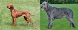 Hungarian Vizsla vs Irish Wolfhound - Breed Comparison