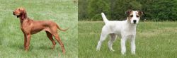 Hungarian Vizsla vs Jack Russell Terrier - Breed Comparison
