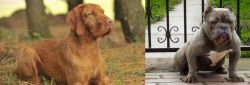 Hungarian Wirehaired Vizsla vs American Bully - Breed Comparison